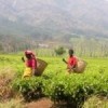 Workers on a tea estate in Mulanje, southern Malawi. Credit: Pilirani Semu-Banda/IPS