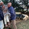 Men assist an AIDS sufferer in South Africa; more male caregivers are needed. (Photo: Denis Farrell) Credit: PictureNet Africa