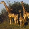 Are South Africa's national parks benefiting all races? (Photo: Fred Hasner) Credit: PictureNET Africa