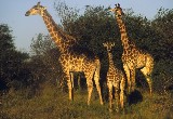 Are South Africa's national parks benefiting all races? (Photo: Fred Hasner) Credit: PictureNET Africa Are South Africa's national parks benefiting all races? (Photo: Fred Hasner) Credit: PictureNET Africa
