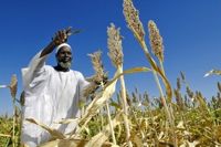 A farmer harvests sorghum seeds in Sudan. The price of the seeds has doubled over the last two years. Credit: U.N.