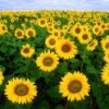 The seed of a new petrochemical product lies in oleaginous crops like sunflowers. Credit: Bruce Fritz/U.S. Department of Agriculture