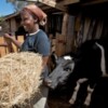 Thandi Sihadi feeds one of her dairy cows. Credit: Fidelis Zvomuya/IPS