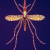 The mosquito that isn't being netted. (Photo: Bouree/Phanie) Credit: PictureNET Africa