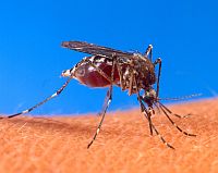 Aedes Aegypti mosquito in action Credit: Wikipedia
