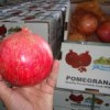 Fruits are being shipped to markets abroad. Credit: Najibullah Musafer/Killid