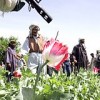 Poppy eradication in Nangarhar Province, Afghanistan.  Credit: UN Photo/ Freshta Dunya