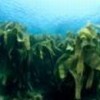 Algae absorb carbon dioxide. Credit: Photo Stock