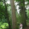 American chestnuts grew faster than all other species studied, and had as much as three times more aboveground biomass.  Credit: Jean-Pol Grandmont