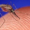 A female mosquito (Anopheles gambiae), feeding. Credit: US Centres for Disease Control & Prevention/Jim Gathany