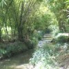 Bamboo planted along the Santoyo river. Credit:   