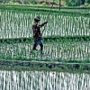 A farmer in Bali, Indonesia, tending his rice paddy. Credit: UN Photo/S. Rotner