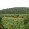 Banana crops on the banks of the Ribeira River, in the middle of Brazil's Mata Atlântica forest. Credit: Mario Osava/IPS