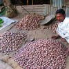A Bangladeshi farmer sorts potatoes for market. Credit: bengal*foam