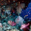 Great Barrier Reef  Credit: WWF/Jurgen Freund