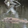 A Beaver at at Songli in central Norway. Credit: Robert Jones Parry