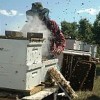 Beekeeper inspecting Langstroth bee hives in Alberta, Canada.  Credit: migco