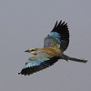 Climate modelling predicts a northward expansion for the European Roller (Coaracias garrulus) but suitable habitats are a question. Credit: Markus Varesuvo/IPS