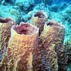 A bleached coral reef in the U.S. Virgin Islands, St. Croix. Credit: Wayne Davis/U.S. EPA