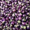 Brinjal, a traditional crop in India, is now the subject of a raging debate on genetically modified food. Credit: Ranjit Devraj/IPS