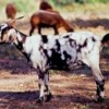 Sustainable goat farming has been developed for Brazil's impoverished Northeast.  Credit: Photo Stock
