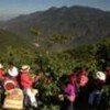Guatemalan coffee growers harvest their crop. Credit: Courtesy of Anacafé