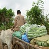 Cambodian farmer moving produce by bullock cart, a sign of poor  investment in agriculture. Credit: Andrew Nette/IPS