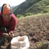 Justino Zuta harvesting potatoes. Credit: Milagros Salazar/IPS.
