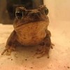 Australia, with its long history of bad-news invaders like rabbits and cane toads (pictured above), insists that visitors surrender all fresh food, animal and plant products. Credit: J. Polák