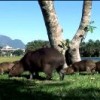 Capybaras wandering around Rio de Janeiro.  Credit: Rodnei Bandeira de Mello/IPS.
