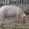 Pig on organic farm in Solothurn, Switzerland. Credit: Public domain