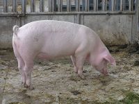 Pig on organic farm in Solothurn, Switzerland. Credit: Public domain