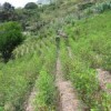 A coca field in Los Yungas. Credit: IPS/Diana Cariboni