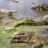 Crocodiles in Cuba&#39s Ciénaga de Zapata.  Credit: J. Haedo