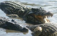 Crocodiles at Boca de Guama nursery in Cuba's Cienaga de Zapata.  Credit: Jorge Luis Baños/IPS
