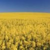 Rapeseed growing in southern Germany Credit: Photo Stock