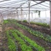 Farming cooperative in Uruguay supported by IFAD. Credit: IFAD