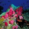 Coral reefs like this one could be gone by 2050 due to ocean acidification from global warming. Credit: Chuck Savall 