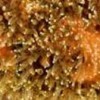 Coral in Ecuador&#39s Galápagos Islands.  Credit: Photo Stock