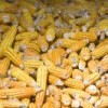 Ears of maize at Yaluma, in the southern Mexican state of Chiapas.  Credit: Mauricio Ramos/IPS