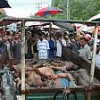 Bodies of LTTE cadres killed in attack on an airbase near Anuradhapura on display Credit:  