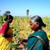 Dalit women in Zaheerabad intersperse crops and use farmyard manure with good results.  Credit: Keya Acharya/IPS
