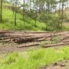 Honduras is among the leaders in destruction of forests. Credit: Fundación Democracia sin Fronteras