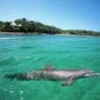 Dolphins suffer stress in marine parks, whose educational merits are being questioned. Credit: Photo Stock