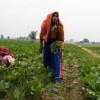 Kala Dera farmers apply drip irrigation that some say is "costly and unsustainable". Credit: Coca-Cola