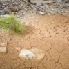 The lack of rain is drying up otherwise fertile land.  Credit: Mauricio Ramos/IPS