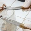 Extraction of venom from blue scorpion. Credit: Randy Rodríguez