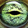 Eye of a European Green Toad, Bufo viridis, featured in the EOL. Credit: Matt Reinbold