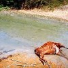 Cattle dead after drinking from effluent contaminated water course Credit: Fahim Siddiqi