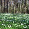 Mixed forest near Radziejowice, Poland. Credit: Tomasz Kuran 